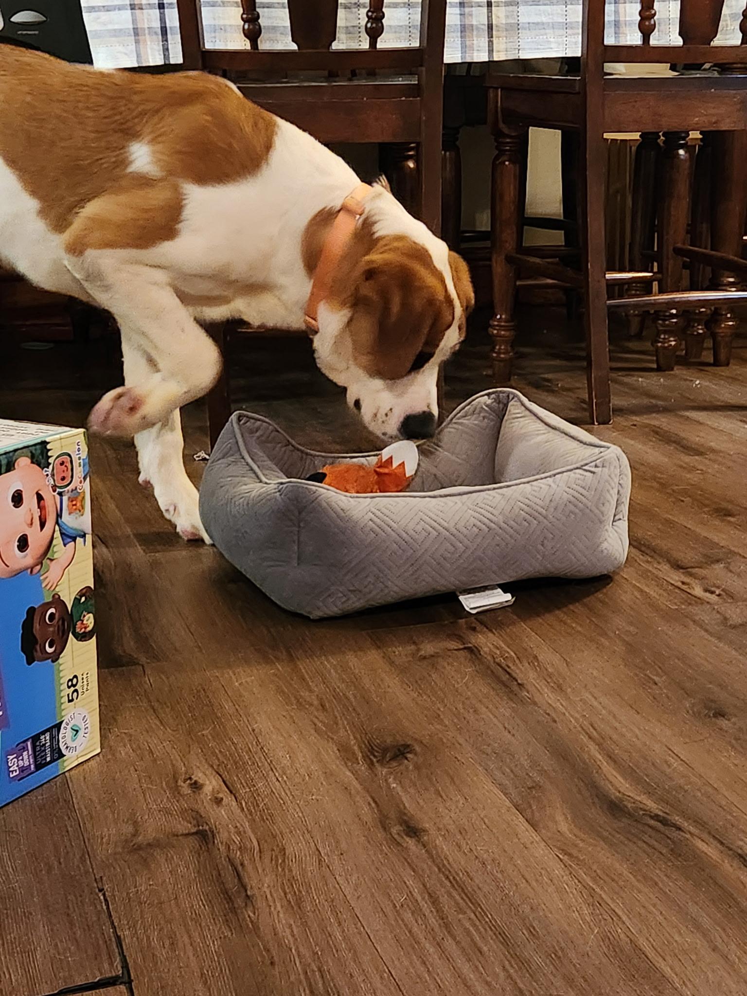 Enlarge Balsam, a ADOPTABLE Saint Bernard in Hindsboro, IL image 2/4