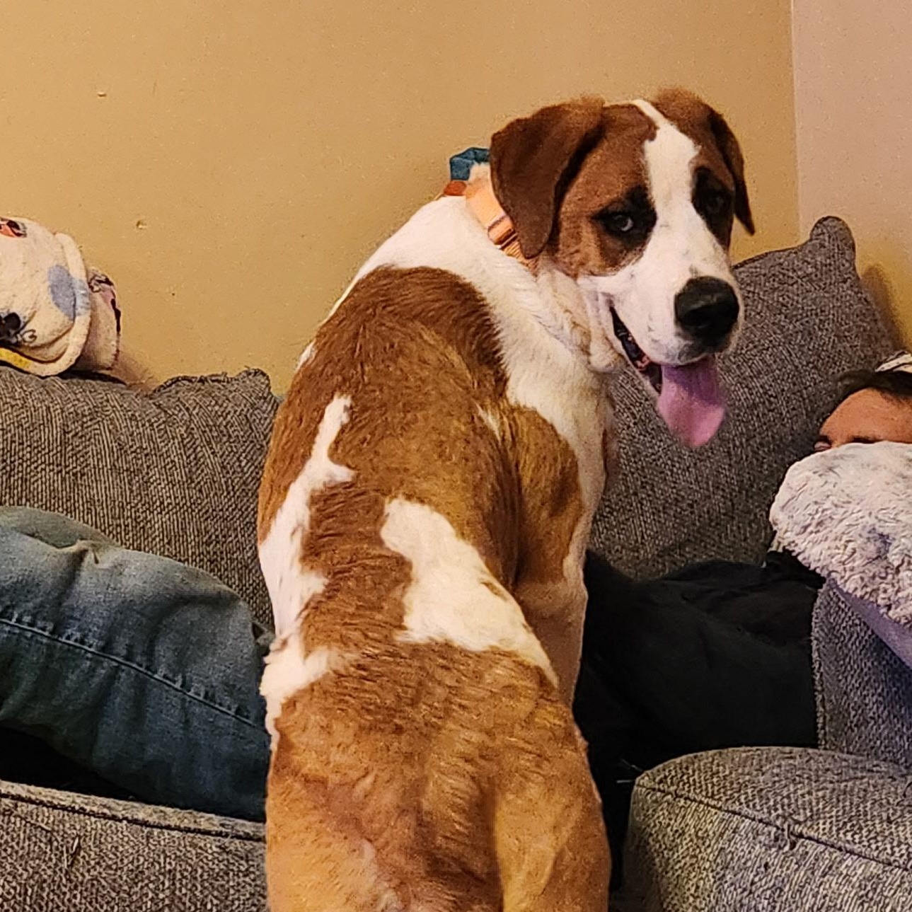 Enlarge Balsam, a ADOPTABLE Saint Bernard in Hindsboro, IL image 1/4