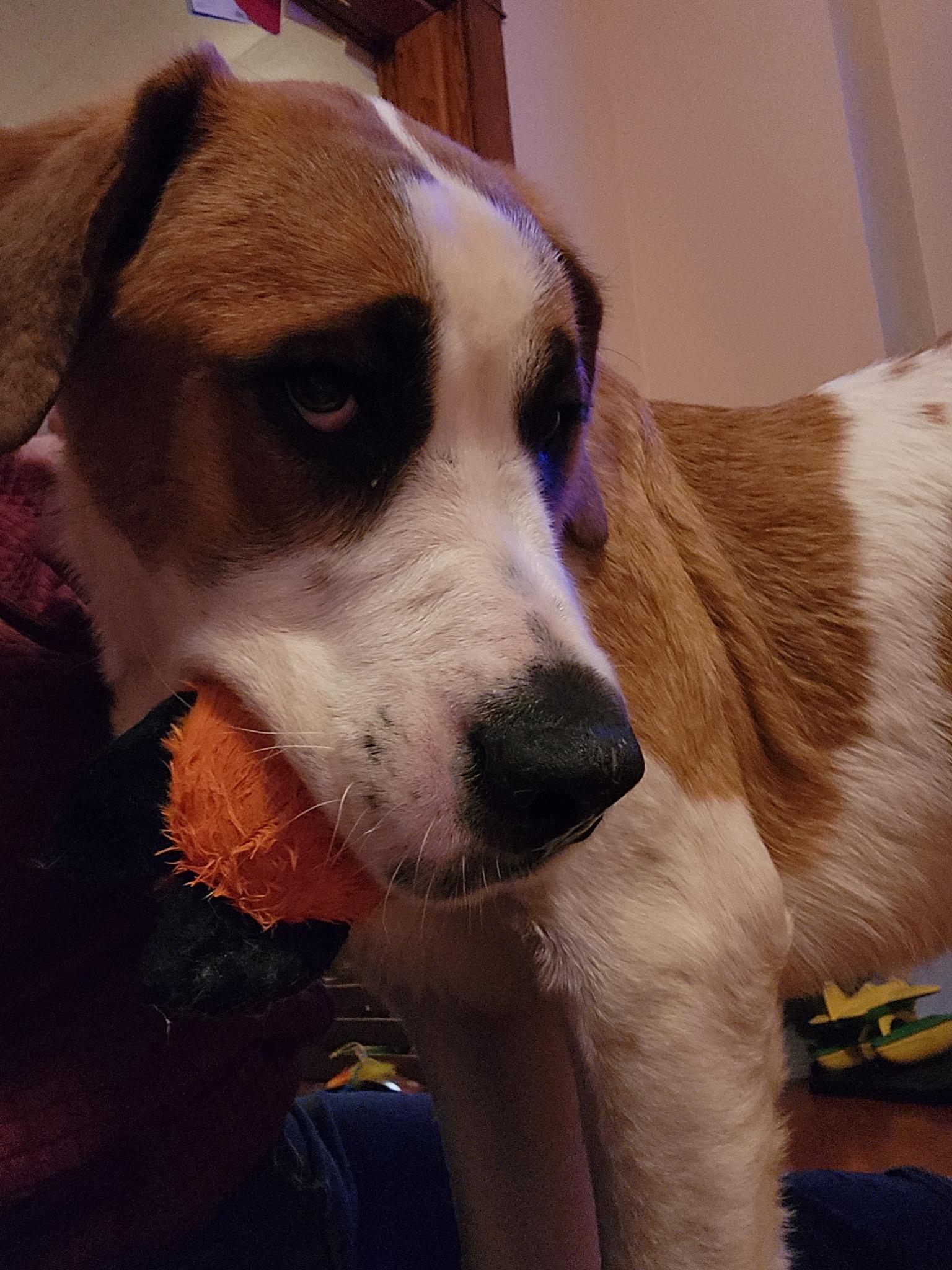 Enlarge Balsam, a ADOPTABLE Saint Bernard in Hindsboro, IL image 4/4