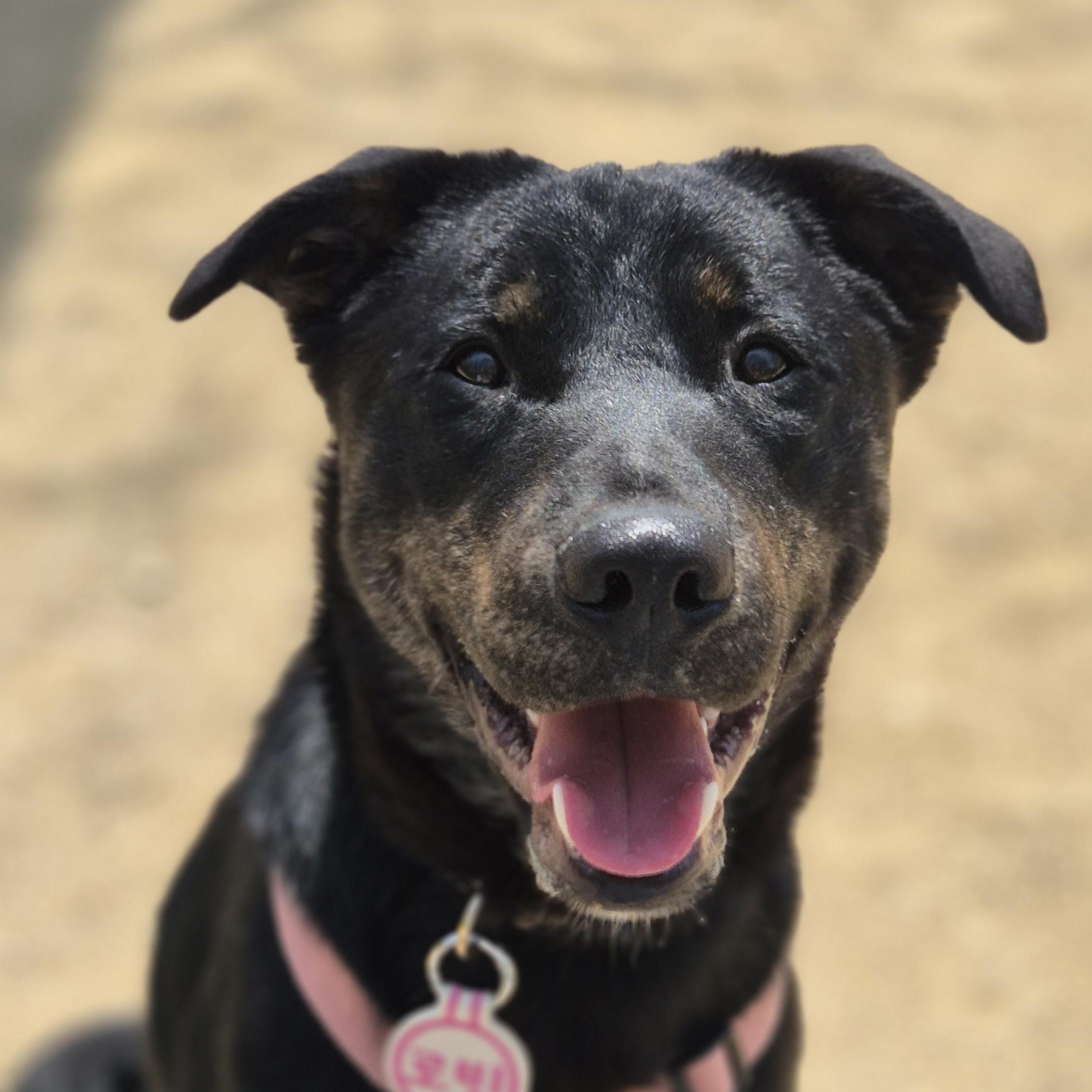Robin, Adoptable, Young Male Black Labrador Retriever & Jindo.