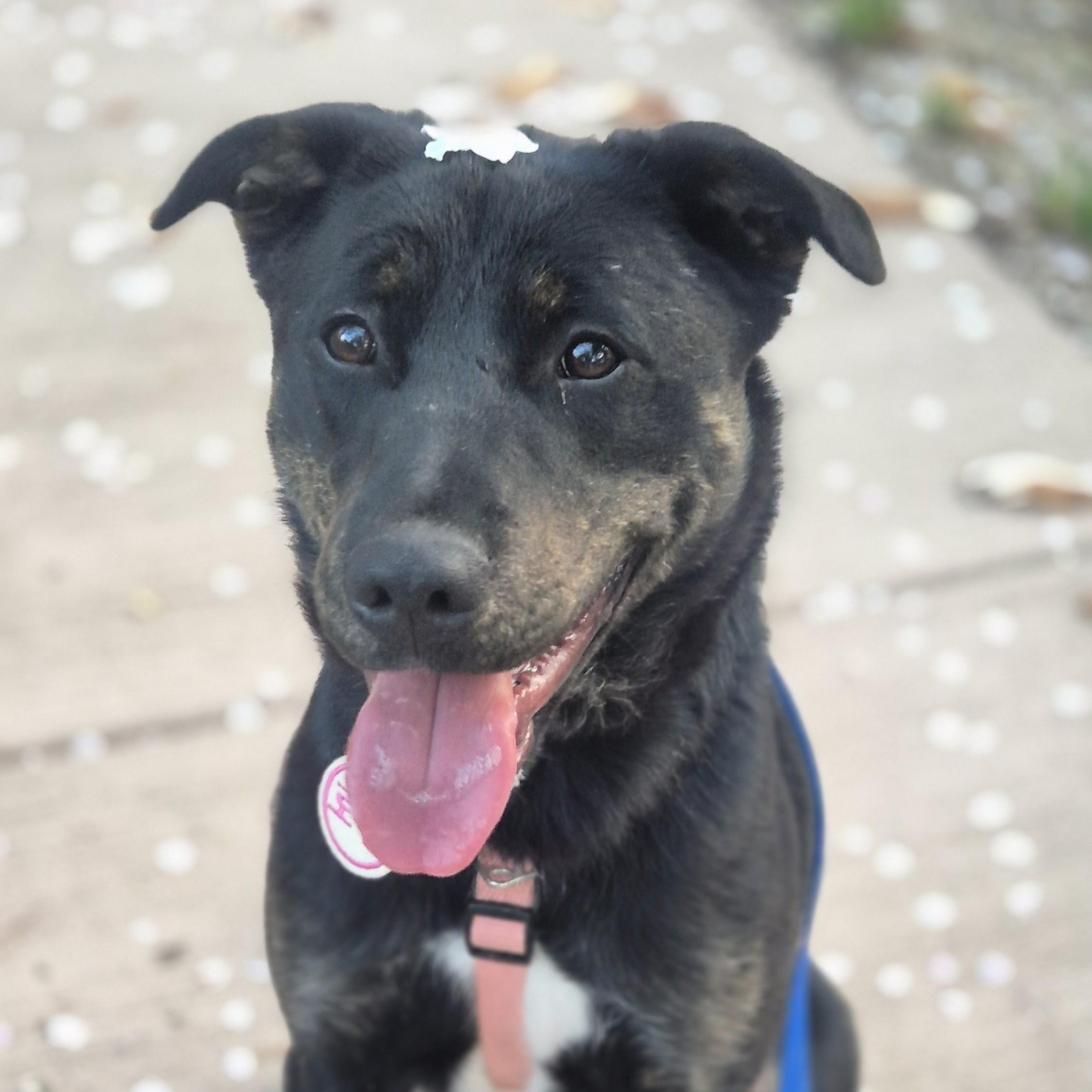 Robin, a Adoptable mixed breed in Providence , RI image 2/6