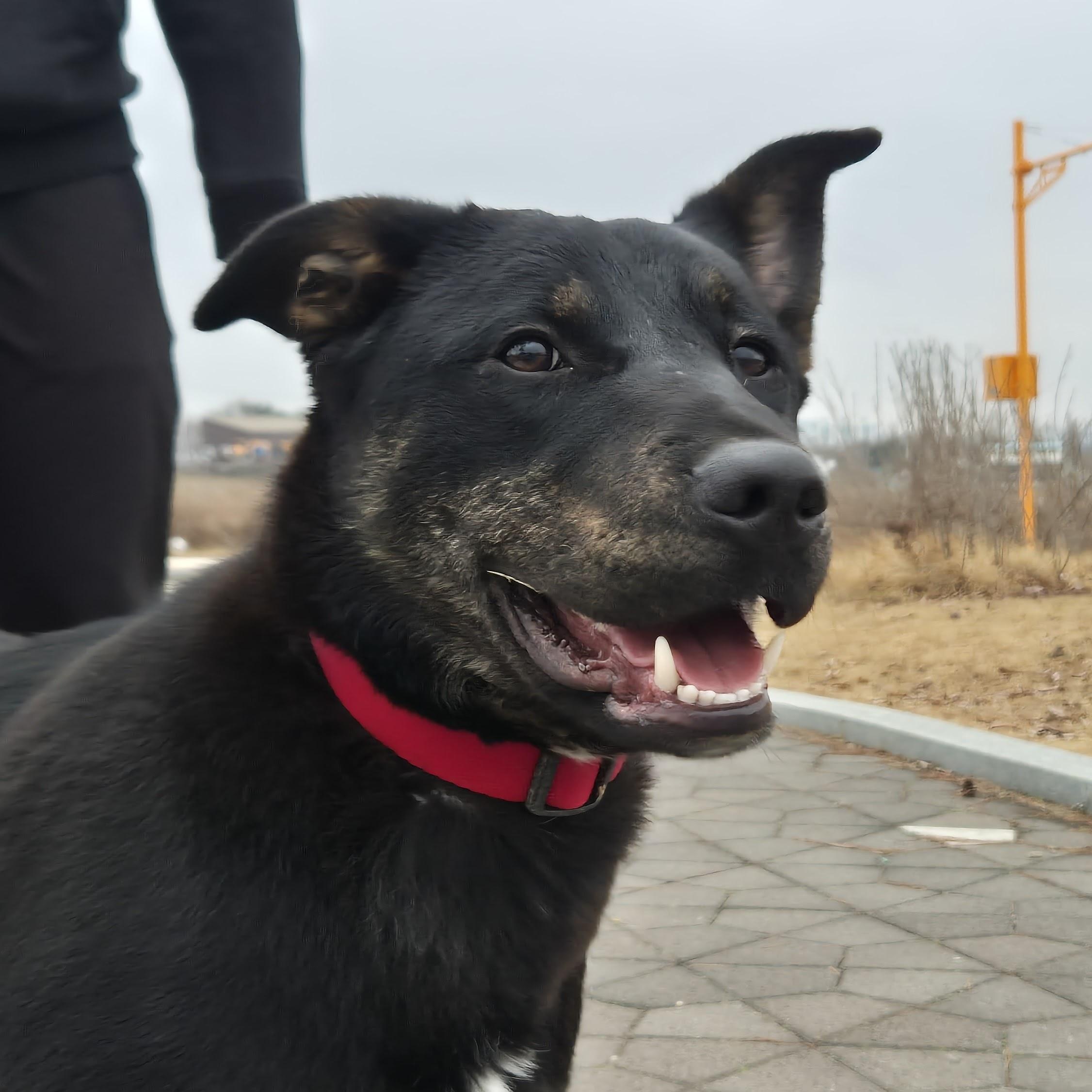 Robin, a Adoptable mixed breed in Providence , RI image 4/6