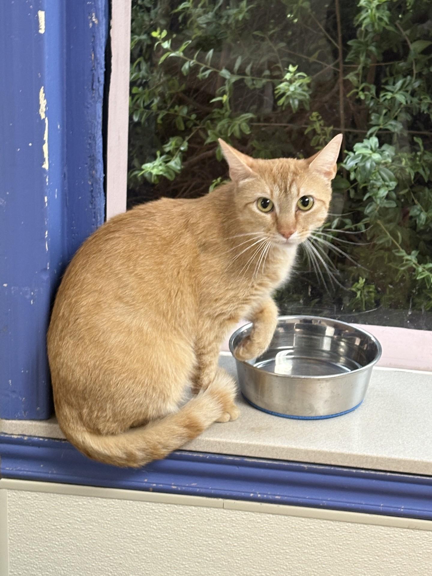 Marmalade 49492, Adult Female Domestic Short Hair