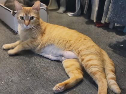 Marmalade 49492 photo 2
