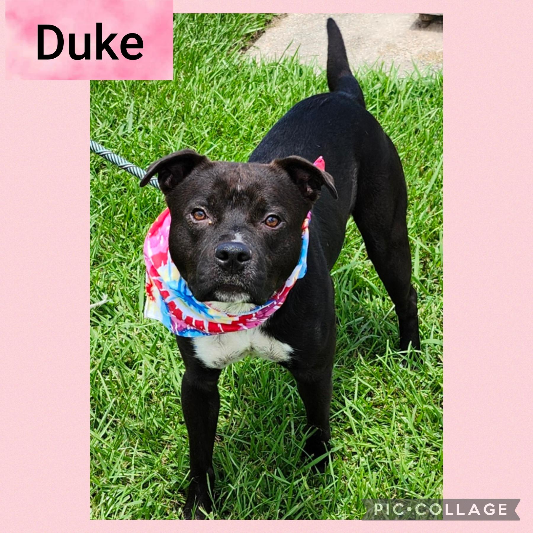 Enlarge Duke, a Adoptable Mixed Breed in New Iberia, LA image 1/1