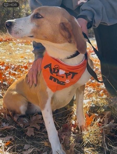 Prancer, ADOPTABLE, Adult Female Mixed Breed & Hound.