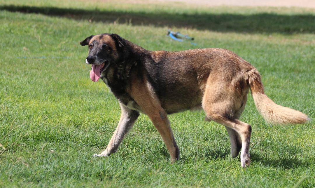 Enlarge LUCA, a Adoptable mixed breed in Pearce, AZ image 1/6