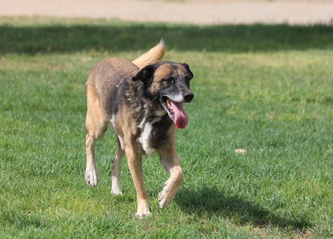 Enlarge LUCA, a Adoptable mixed breed in Pearce, AZ image 2/6