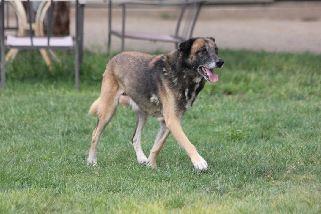 LUCA, Adoptable, Senior Male Shepherd.