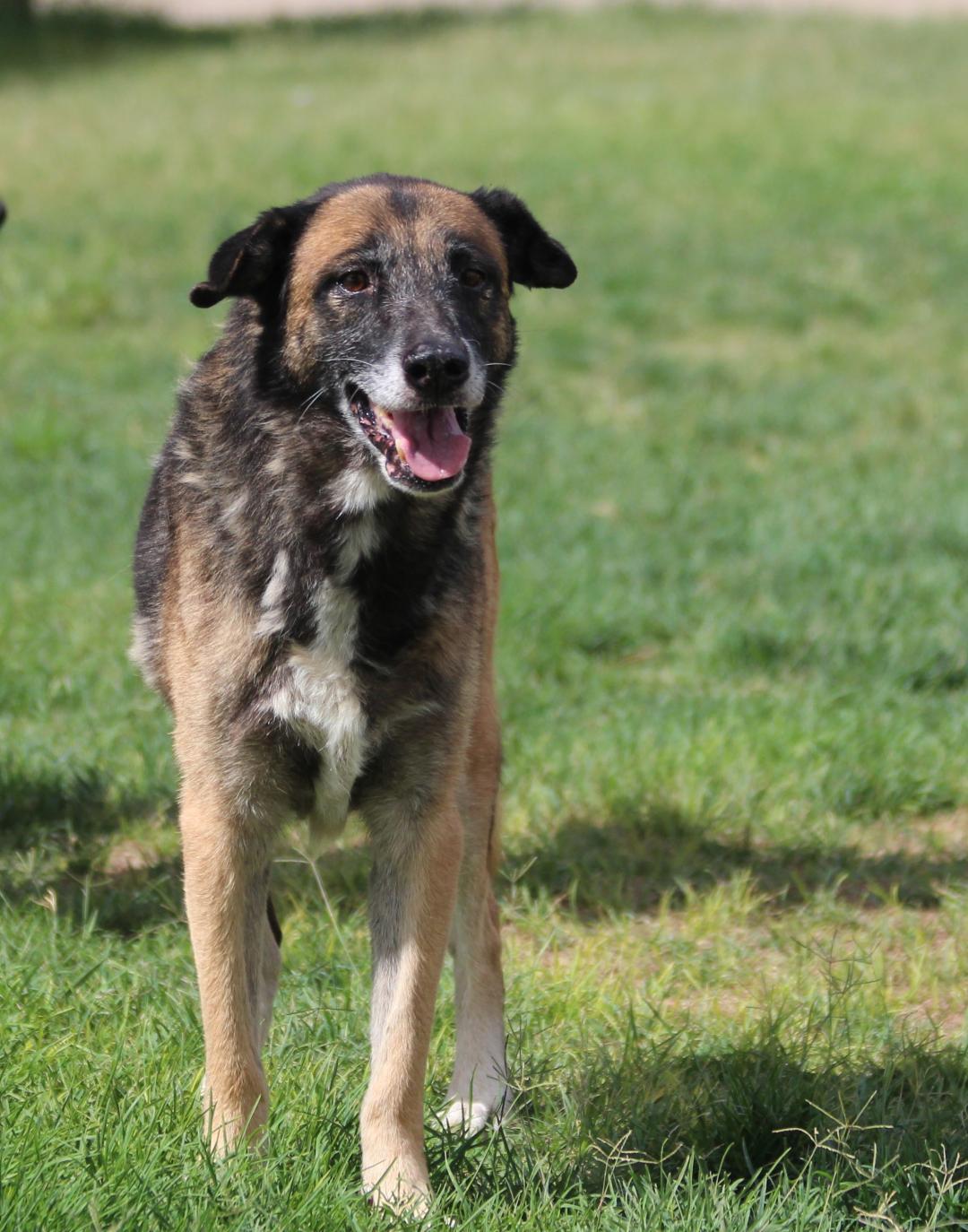 Enlarge LUCA, a Adoptable mixed breed in Pearce, AZ image 4/6