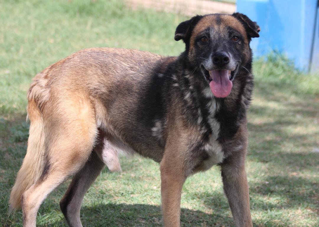 Enlarge LUCA, a Adoptable mixed breed in Pearce, AZ image 5/6