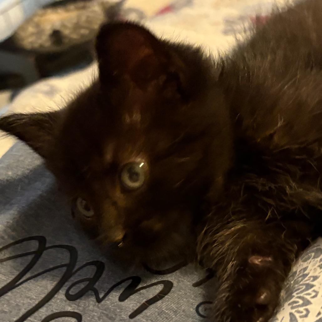 Enlarge Pebble, a Adopted Domestic Medium Hair in Crookston, MN image 2/4