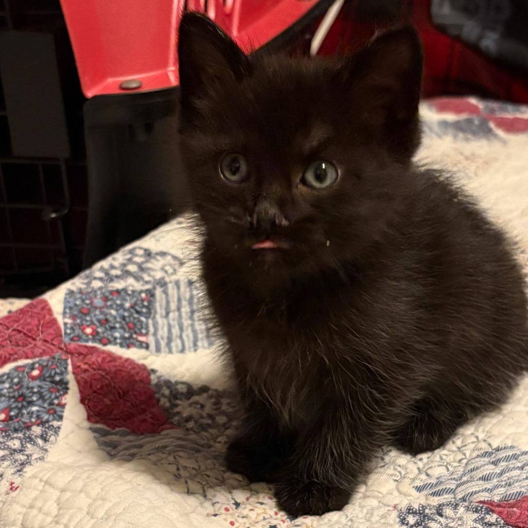 Enlarge Pebble, a Adopted Domestic Medium Hair in Crookston, MN image 4/4