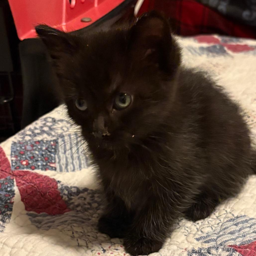 Enlarge Pebble, a Adopted Domestic Medium Hair in Crookston, MN image 1/4
