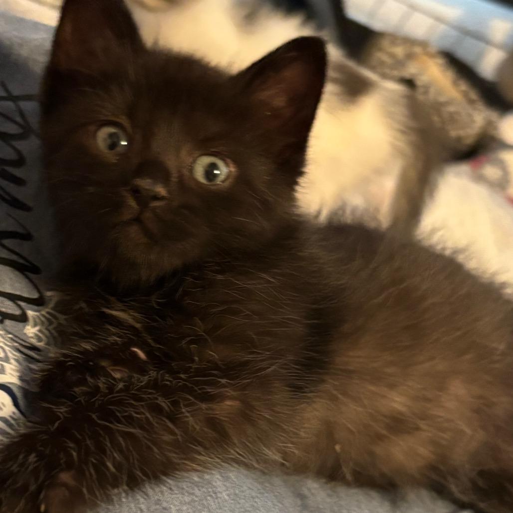 Enlarge Pebble, a Adopted Domestic Medium Hair in Crookston, MN image 3/4