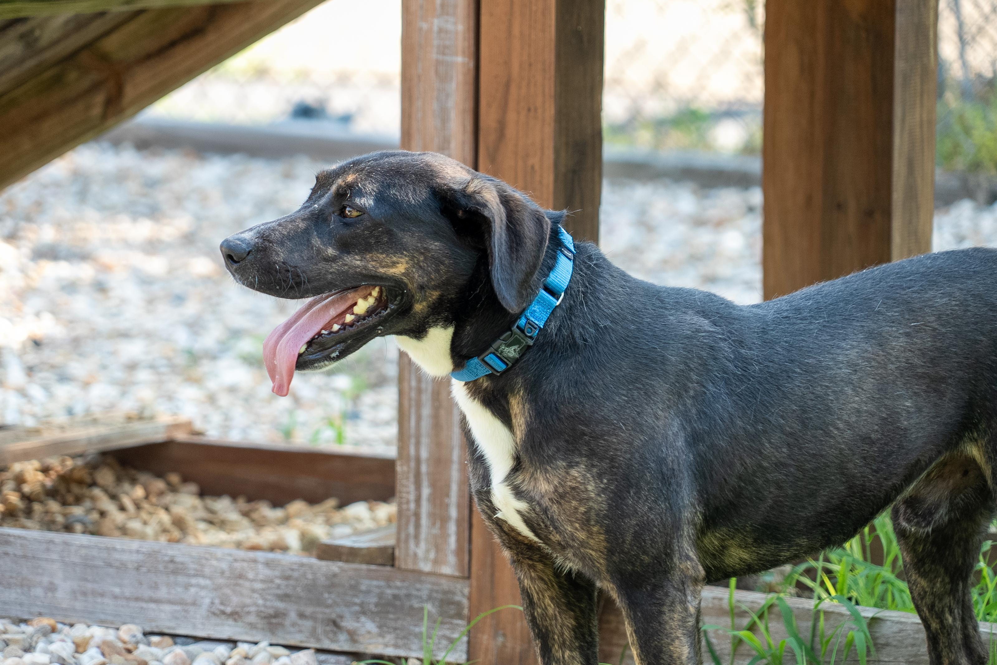 Enlarge Jerry, a Adoptable mixed breed in King George, VA image 1/4