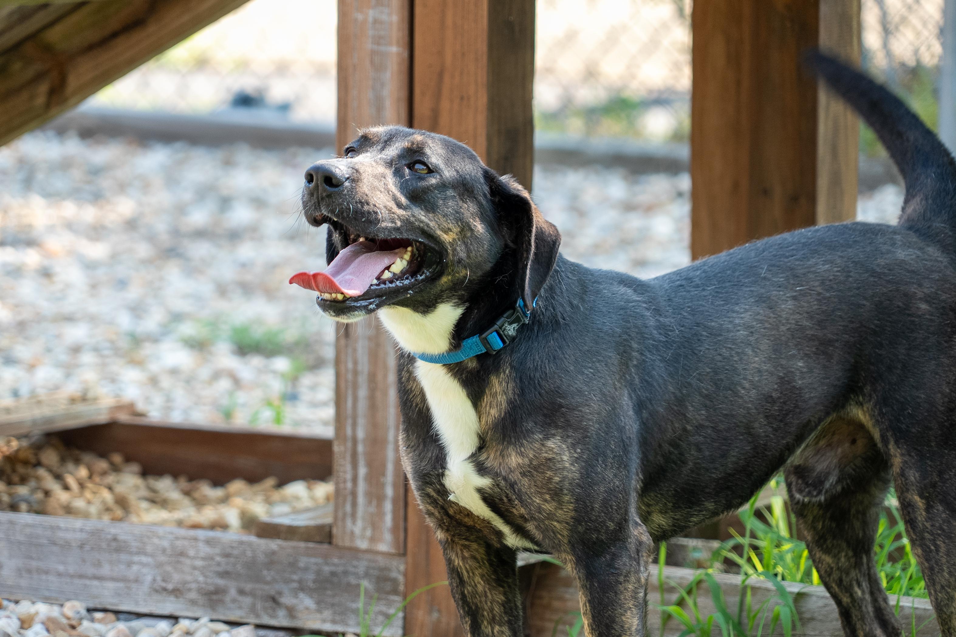 Enlarge Jerry, a Adoptable mixed breed in King George, VA image 2/4