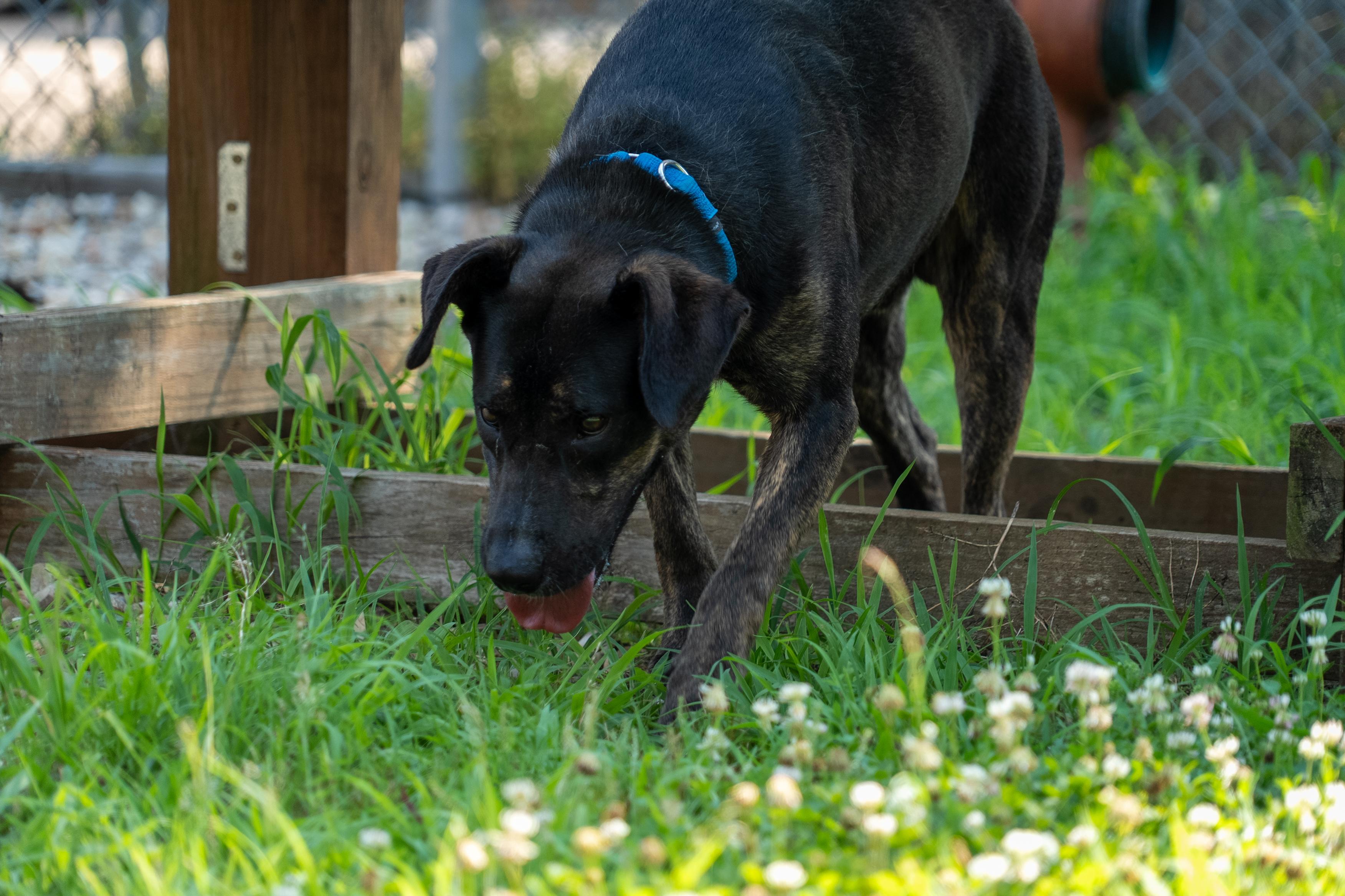 Enlarge Jerry, a Adoptable mixed breed in King George, VA image 3/4