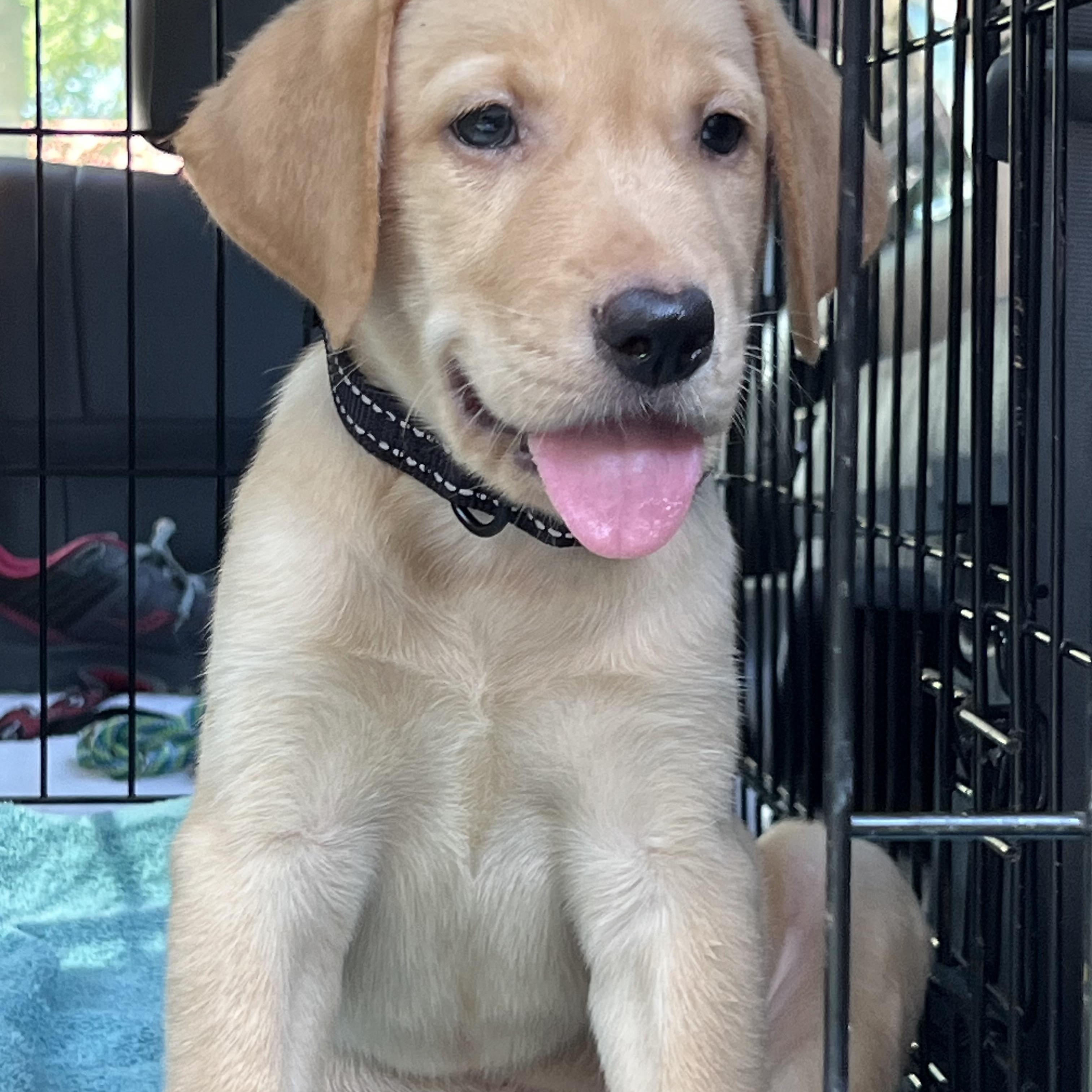 Enlarge Bud, an adopted mixed breed in Mt Pleasant, SC image 3/6