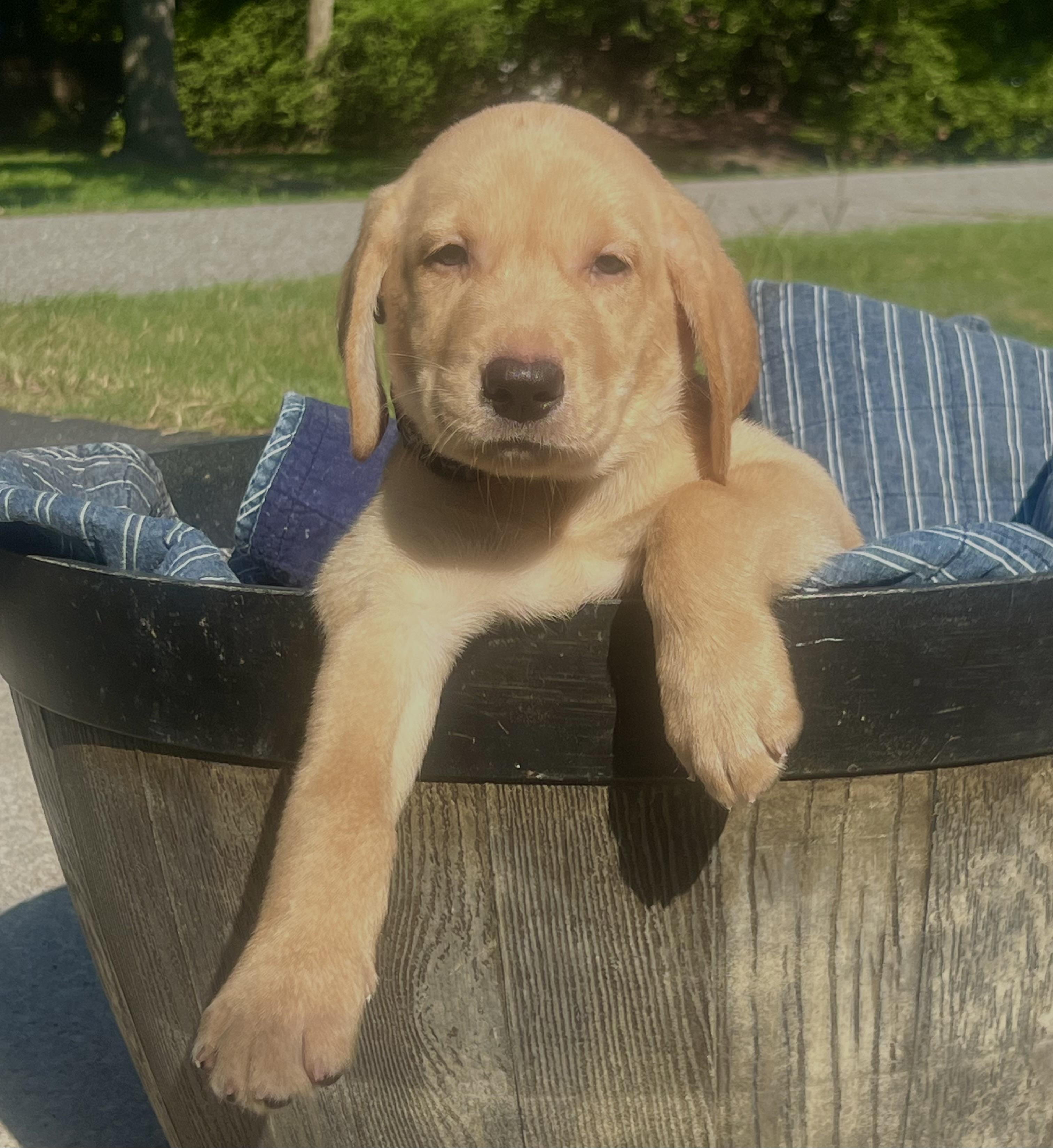 Enlarge Bud, an adopted mixed breed in Mt Pleasant, SC image 5/6
