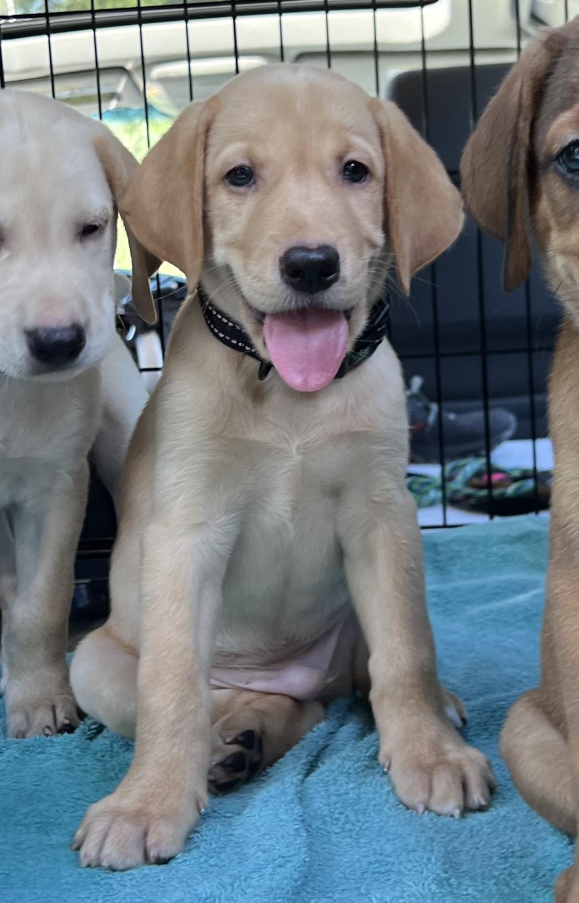 Bud, adopted, Puppy Male Mixed Breed.