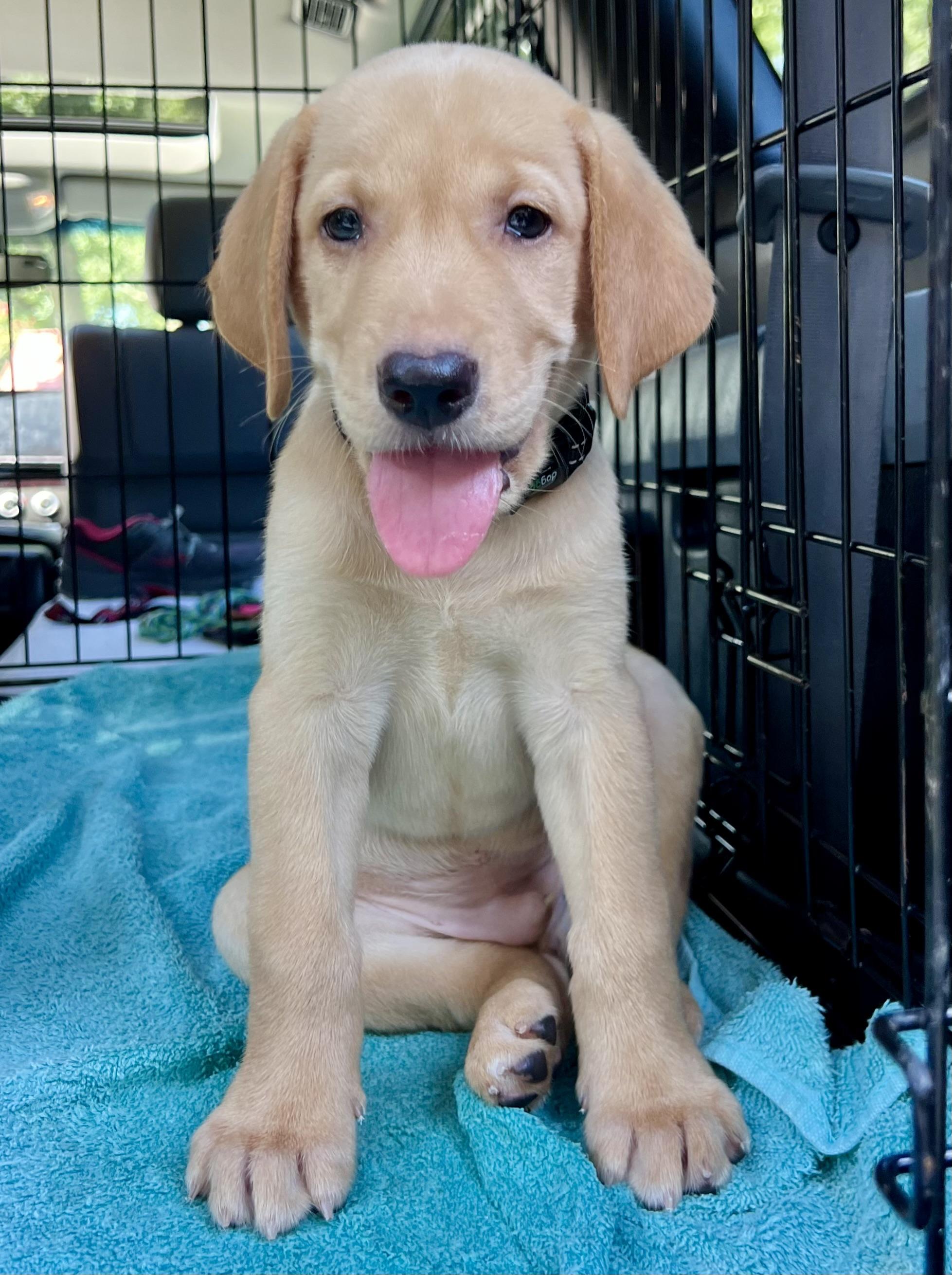 Enlarge Bud, an adopted mixed breed in Mt Pleasant, SC image 4/6
