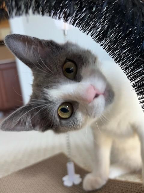 Keller25, Adoptable, Young Female Domestic Short Hair.