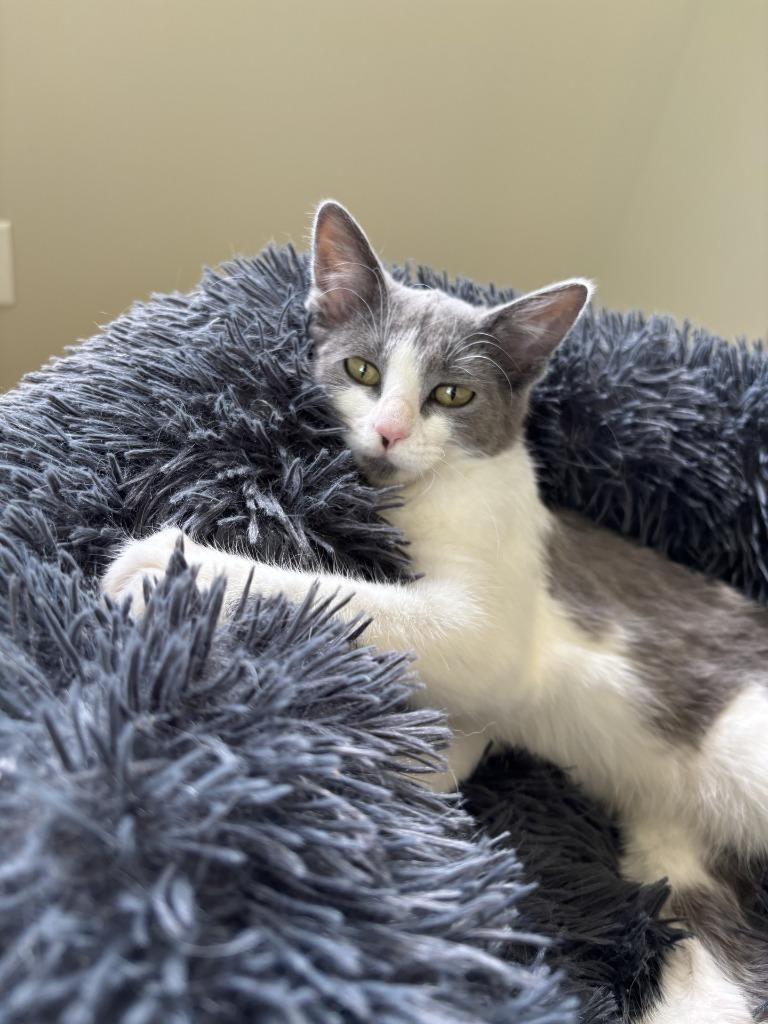 Enlarge Keller25, a Adoptable mixed breed in Youngsville, NC image 2/4