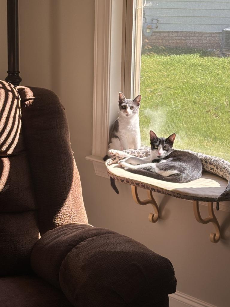 Keller25, a Adoptable mixed breed in Youngsville, NC image 3/4