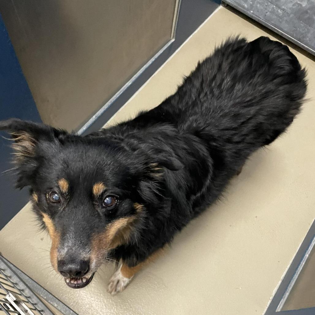 Ghost, Adoptable, Senior Male Australian Shepherd & Mixed Breed.