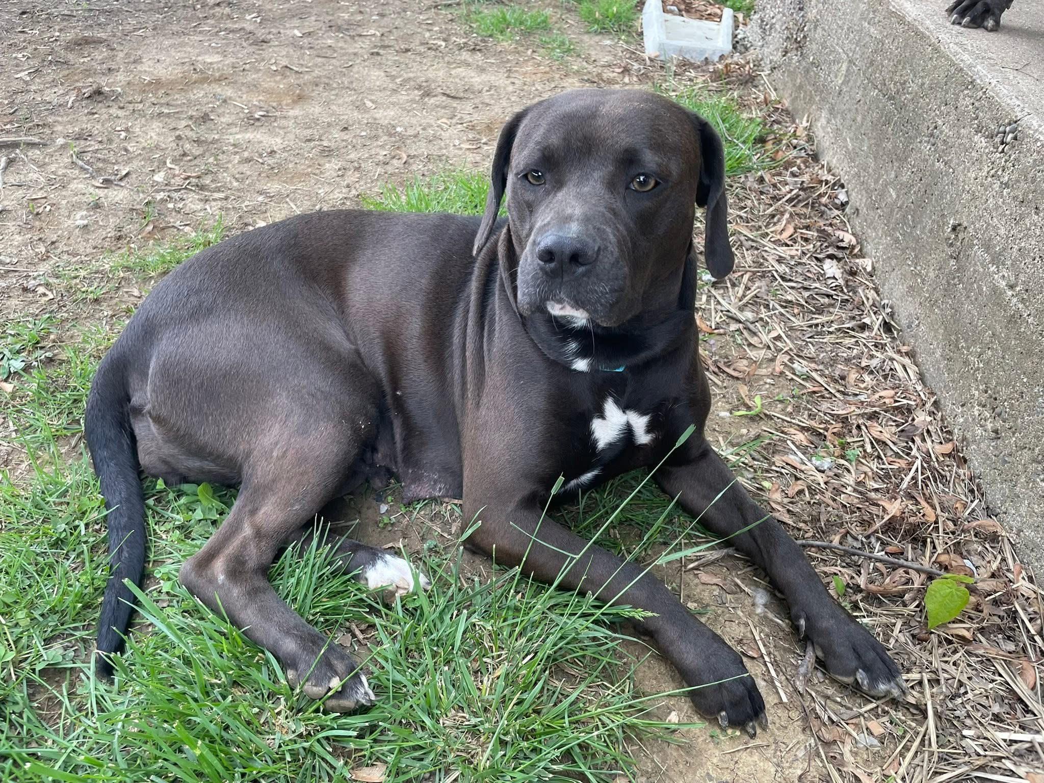 Mocha