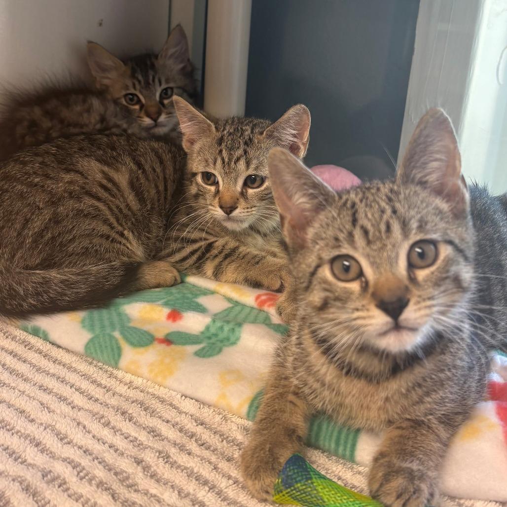 Enlarge Osprey, a Adoptable Domestic Short Hair in East Hanover, NJ image 1/2