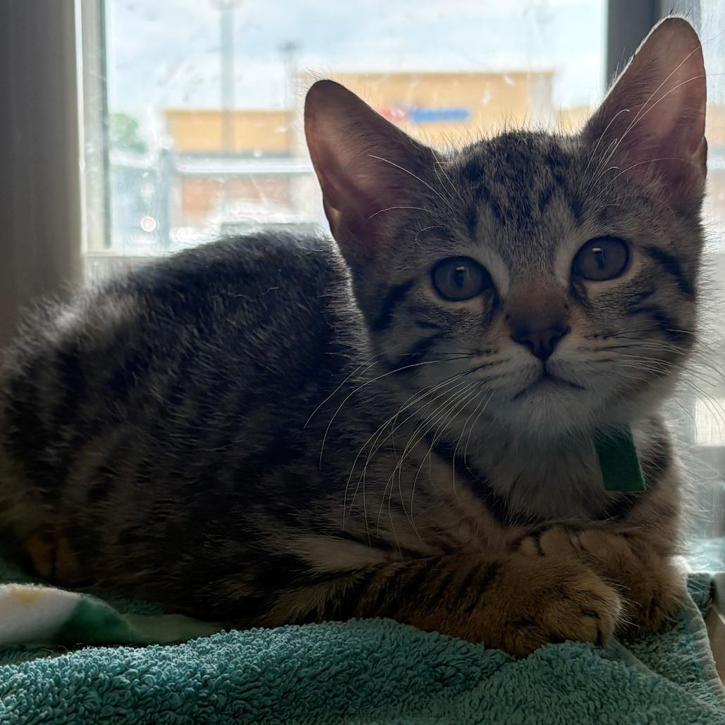 Enlarge Osprey, a Adoptable Domestic Short Hair in East Hanover, NJ image 2/2