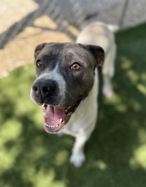 MAGGIE, Adoptable, Adult Female Mixed Breed.