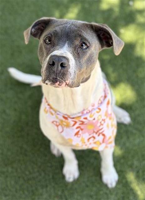 MAGGIE, Adoptable, Adult Female Mixed Breed.