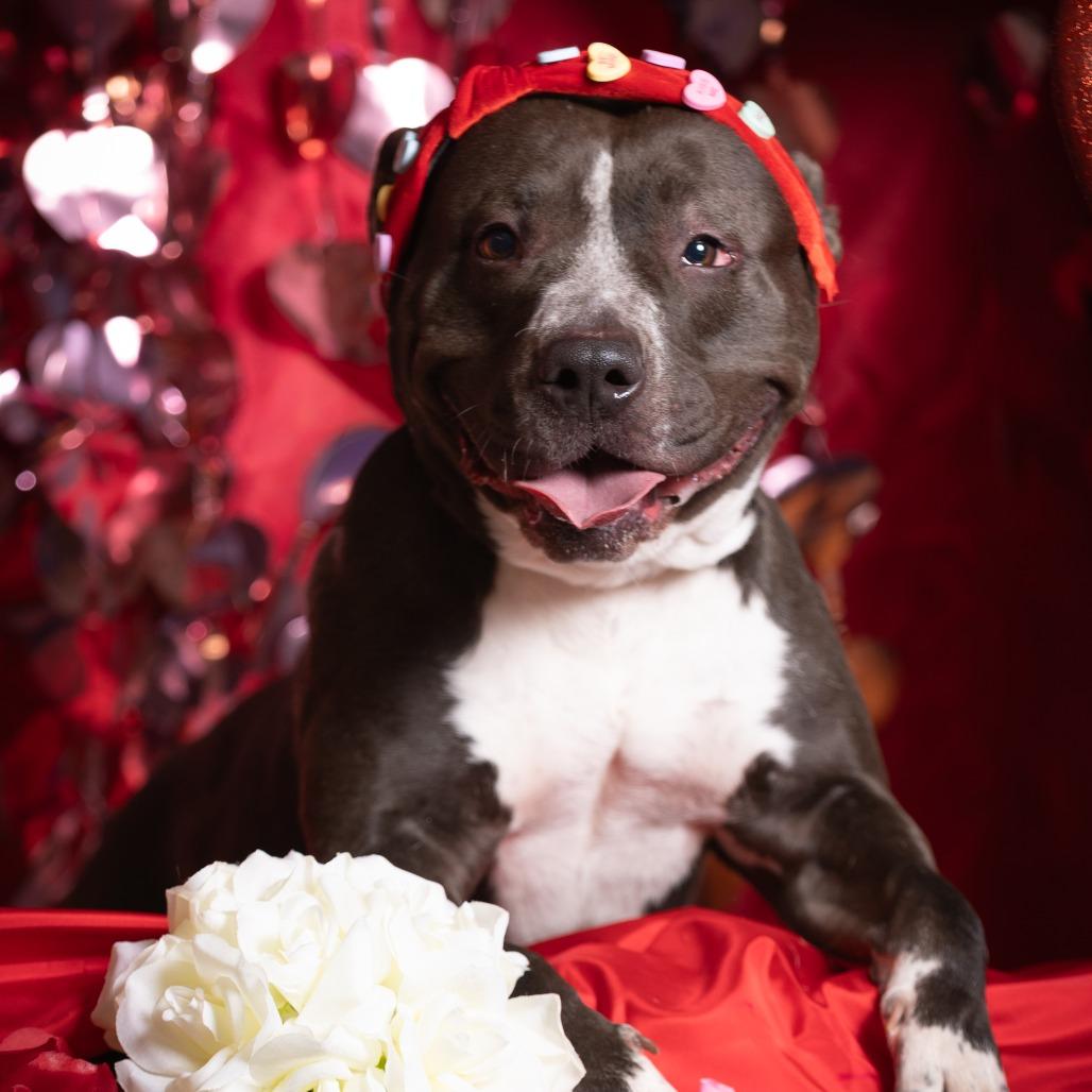 Kafreena, Adoptable, Adult Female Pit Bull Terrier.