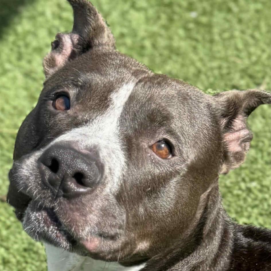 Enlarge Kafreena, a Adoptable Pit Bull Terrier in Chattanooga, TN image 1/4