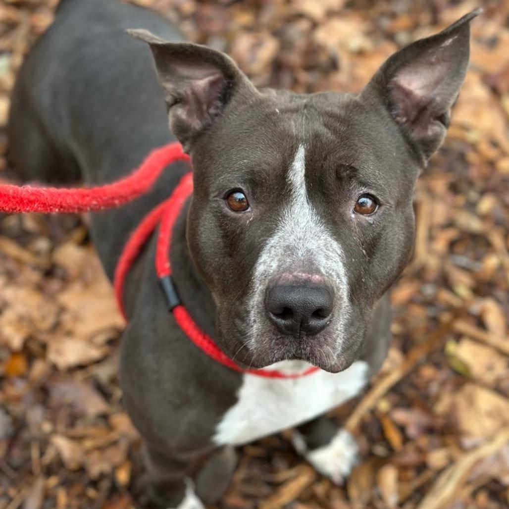 Enlarge Kafreena, a Adoptable Pit Bull Terrier in Chattanooga, TN image 3/4