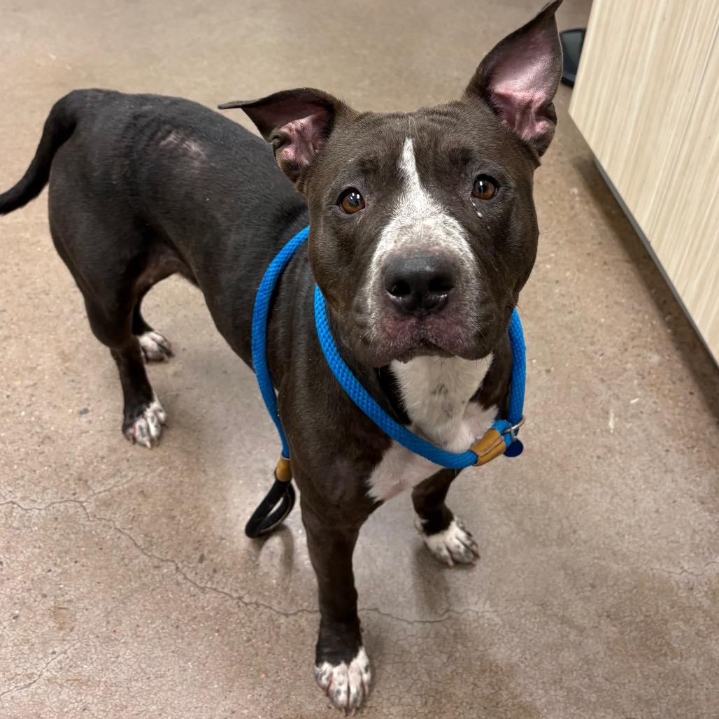 Enlarge Kafreena, a Adoptable Pit Bull Terrier in Chattanooga, TN image 4/4
