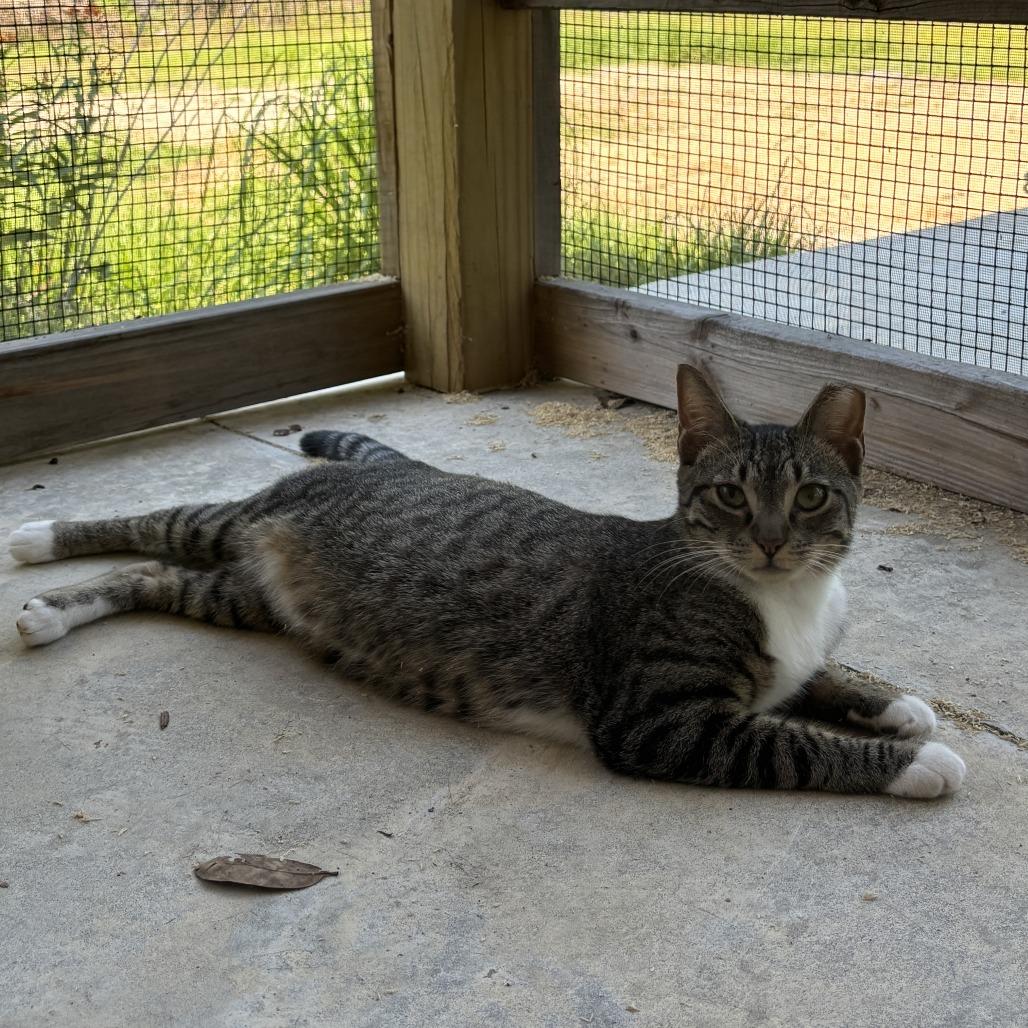 Pixie, Adoptable, Young Female Domestic Short Hair.