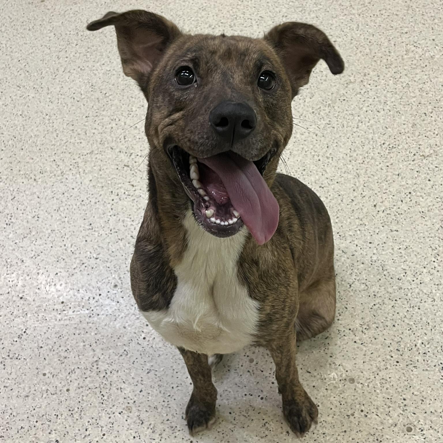 Marabell, an adoptable mixed breed in Muncie, IN image 1/6