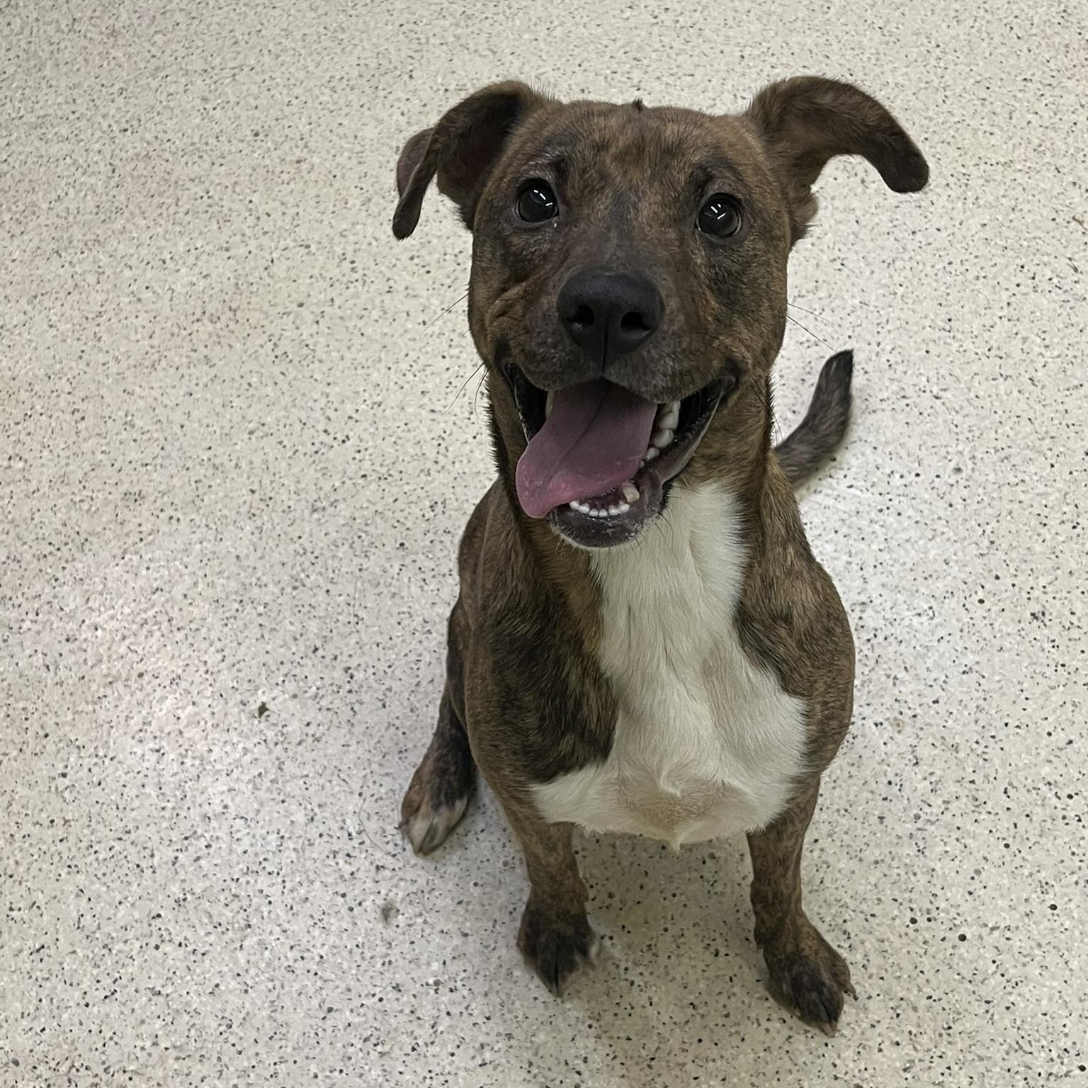 Marabell, an adoptable mixed breed in Muncie, IN image 5/6