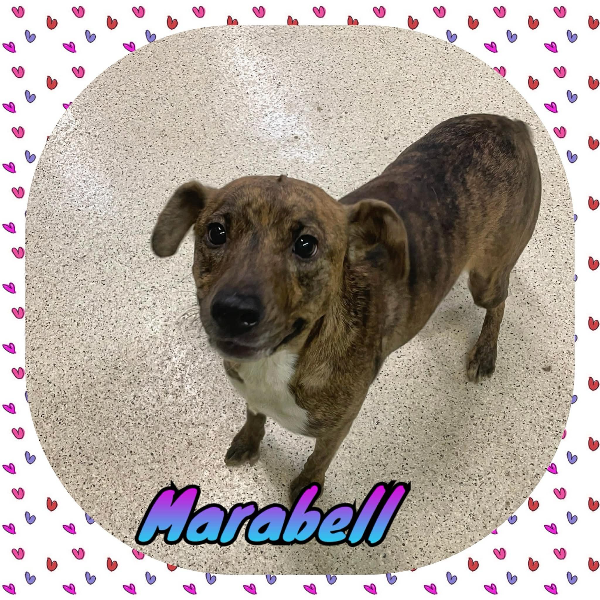 Marabell, an adoptable mixed breed in Muncie, IN image 2/6