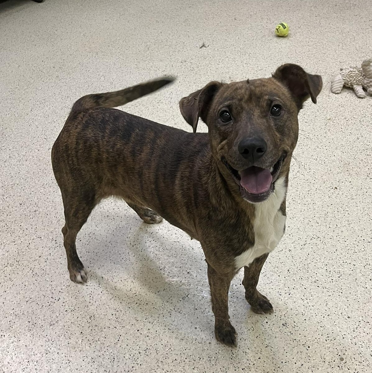 Marabell, an adoptable mixed breed in Muncie, IN image 3/6