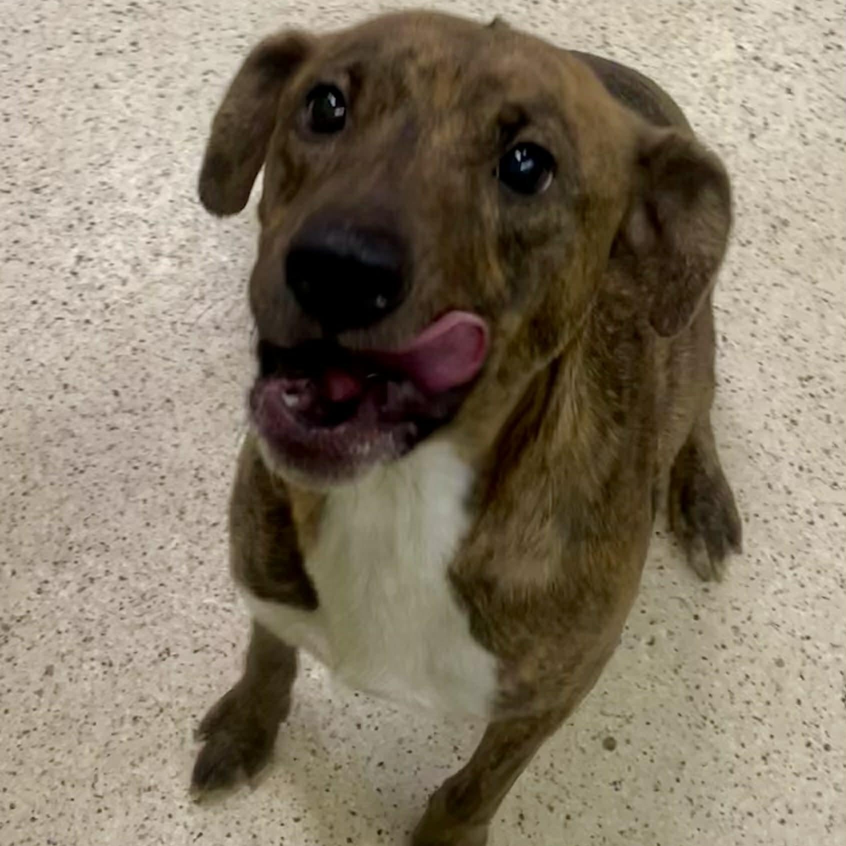 Marabell, an adoptable mixed breed in Muncie, IN image 4/6