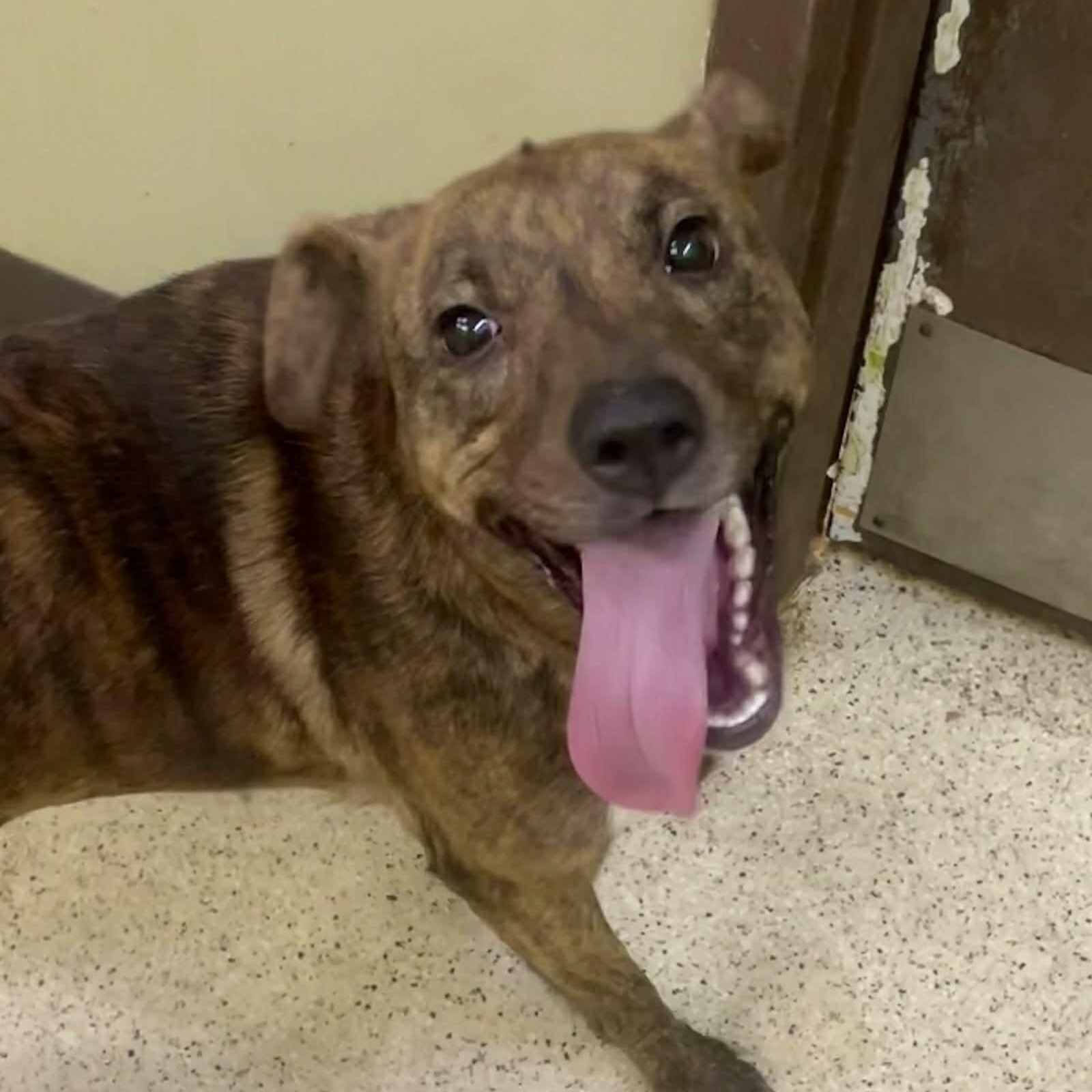 Marabell, an adoptable mixed breed in Muncie, IN image 6/6