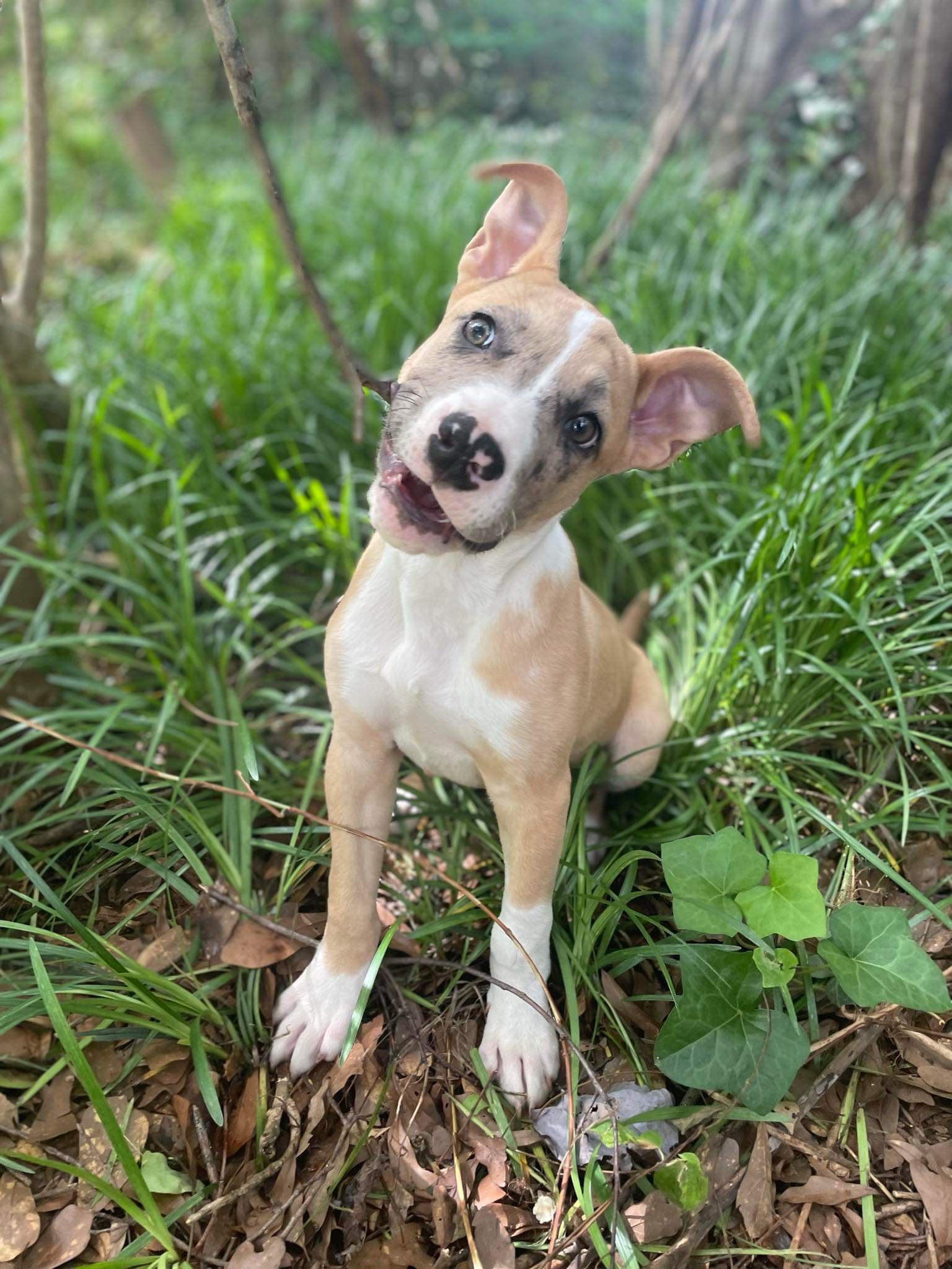 Dexter, Adopted, Puppy Male Pit Bull Terrier.