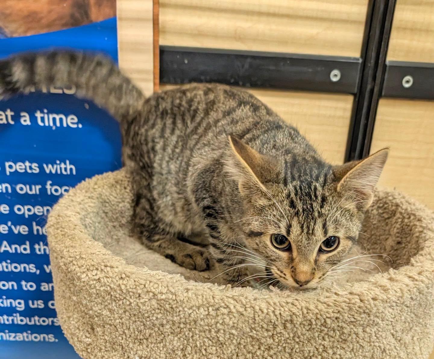 Enlarge Indigo, a Adoptable Tabby in Noblesville, IN image 2/5