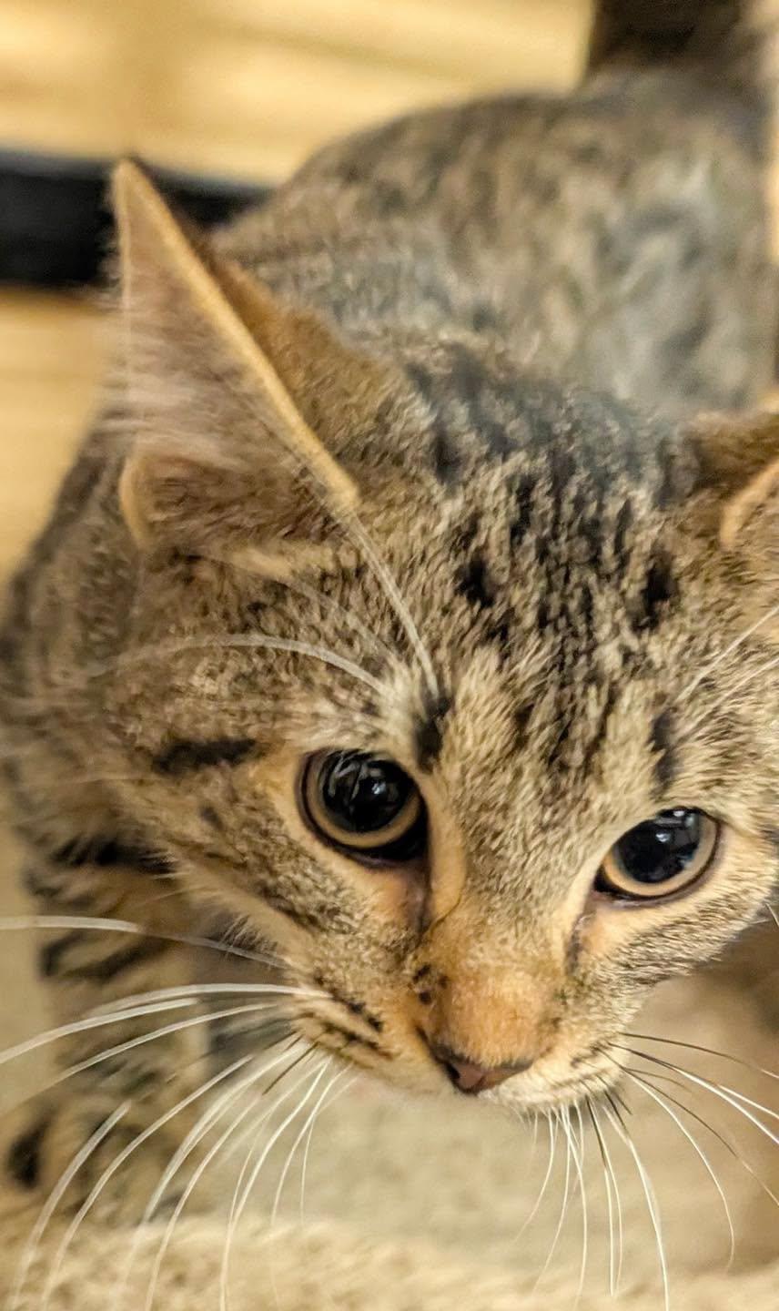 Enlarge Indigo, a Adoptable Tabby in Noblesville, IN image 4/5