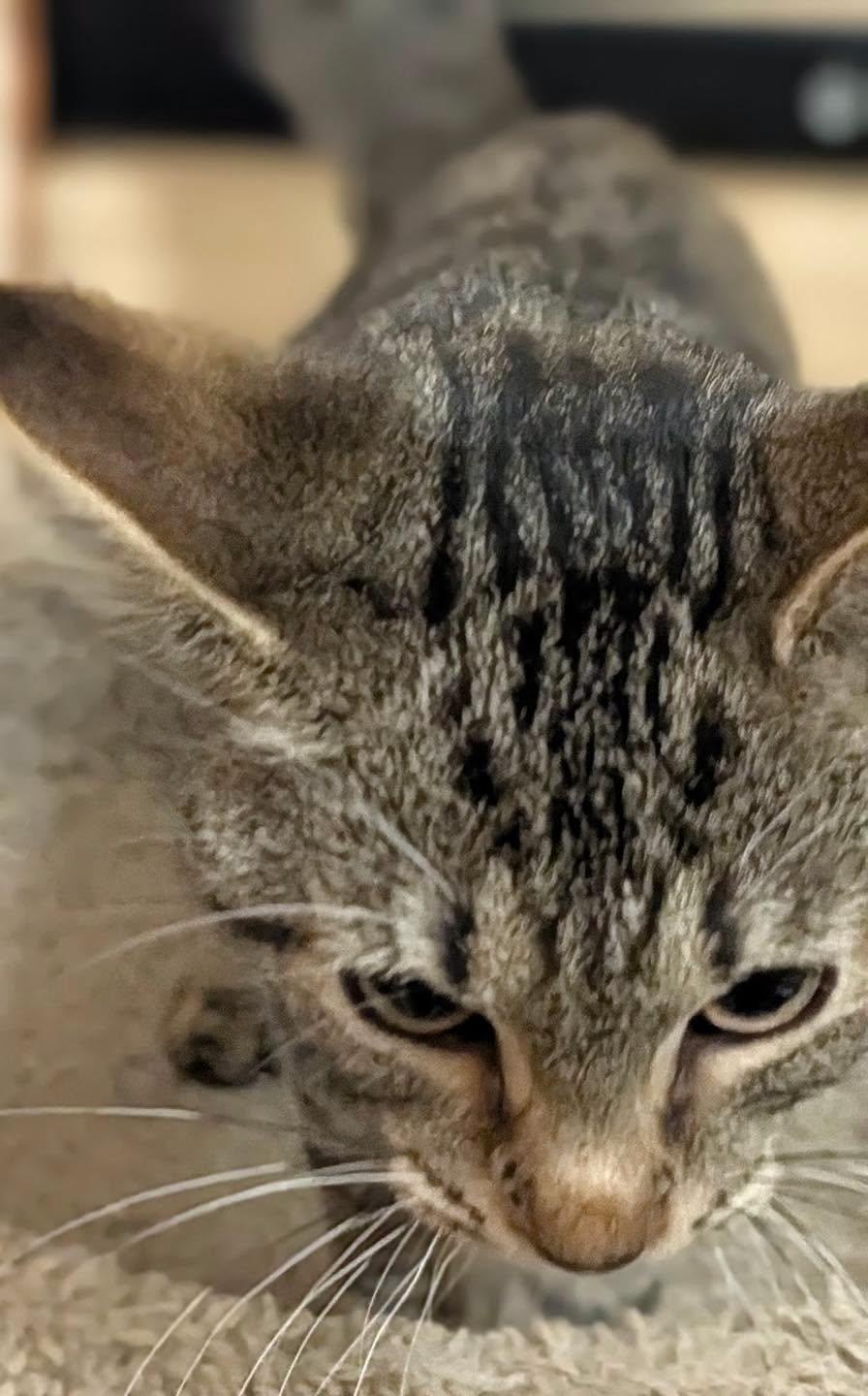 Enlarge Indigo, a Adoptable Tabby in Noblesville, IN image 5/5